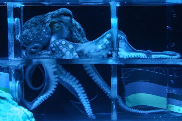 Kraken19at