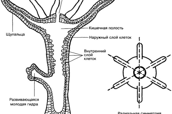 Кракен 15at