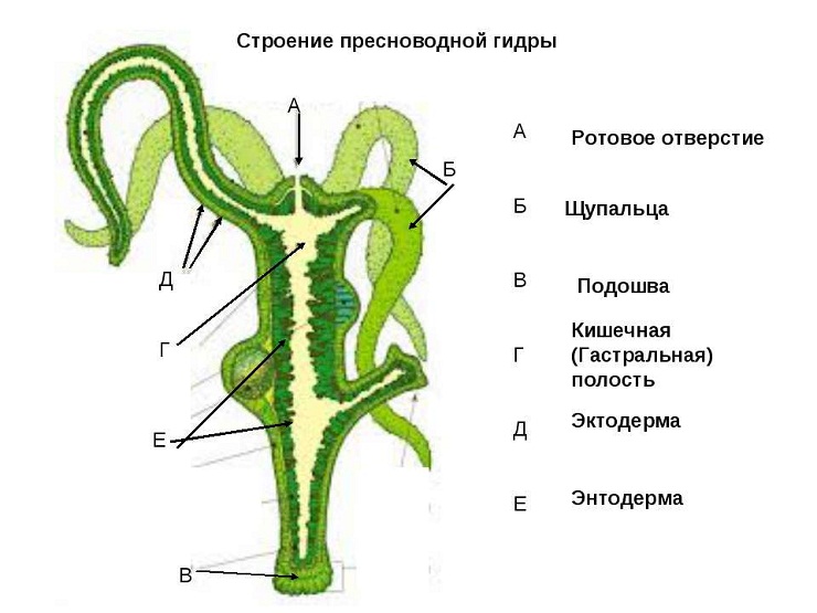Ссылка на даркнет в тор